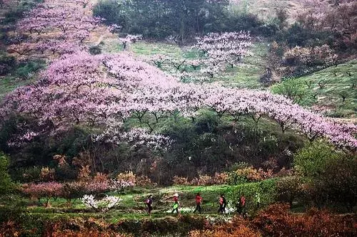 桃花源记---浙江金华花海秘境-在线订票-互动吧