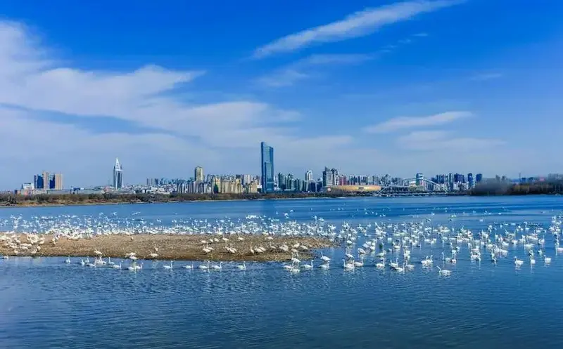 苏州天鹅湖公园:免费亲子游好去处🌳