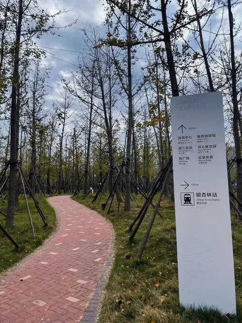 打卡银杏天鹅湖,嘉兴又一个亲子游好去处