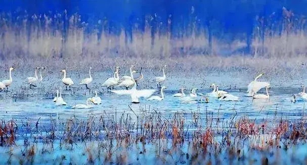 济南黄河畔的生态奇旅:从天鹅湖到千年鹊华的诗意栖居
