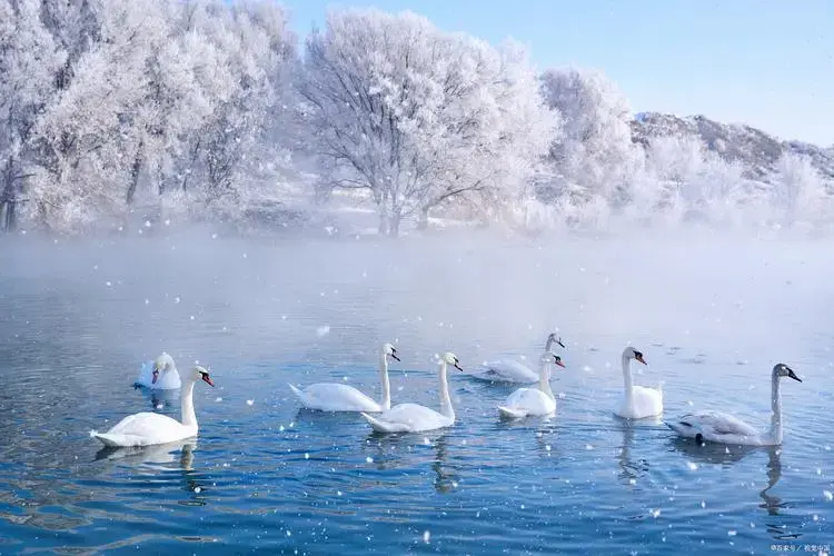 天鹅湖景区春节游:赏美景,品美食的独特之旅