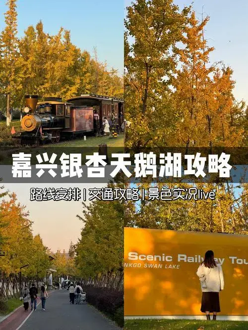 银杏天鹅湖攻略 | 满目金黄,错过再等一年!