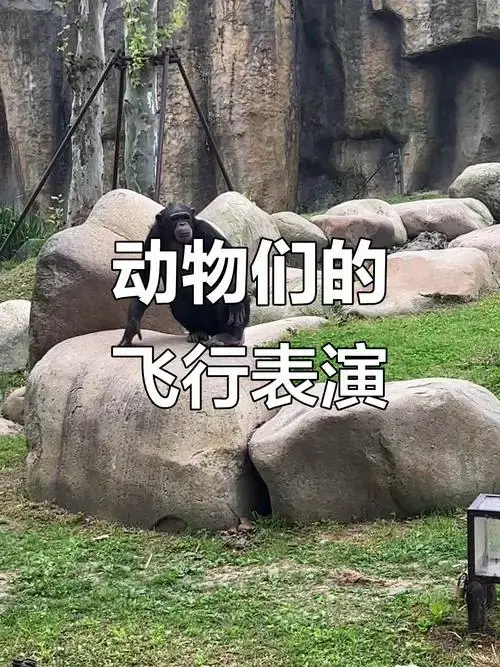 上海野生动物园萌宠起飞,快乐满满的一天