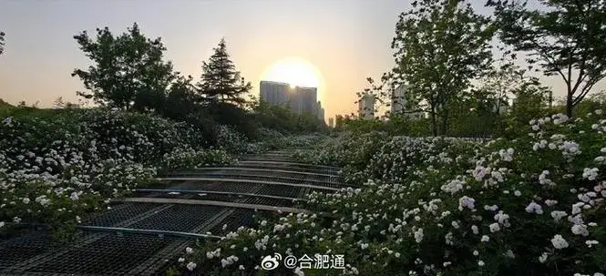 合肥天鹅湖市民广场网红蔷薇可以来打卡了!|合肥市|网红_新浪新闻