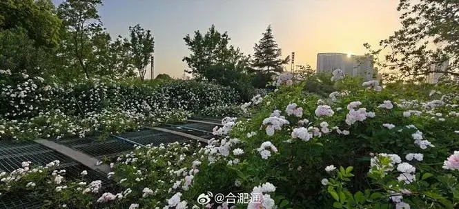 合肥天鹅湖市民广场网红蔷薇可以来打卡了!|合肥市|网红_新浪新闻