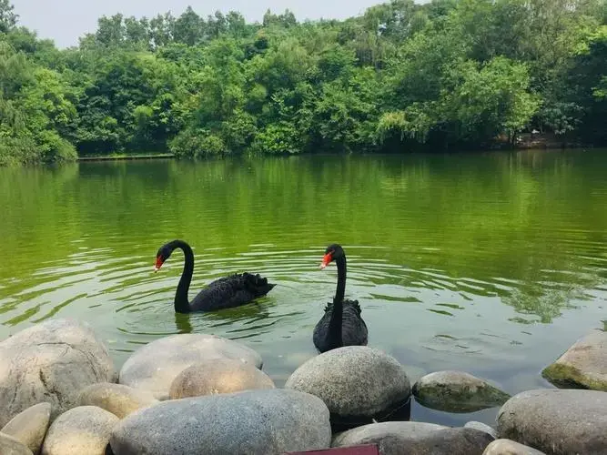 成都天鹅湖公园