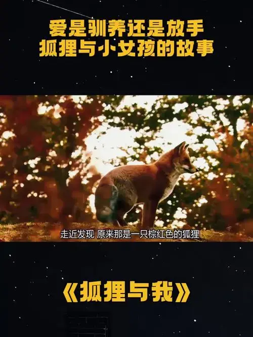 《狐狸与我》爱是驯养还是放手,狐狸与小女孩的故事