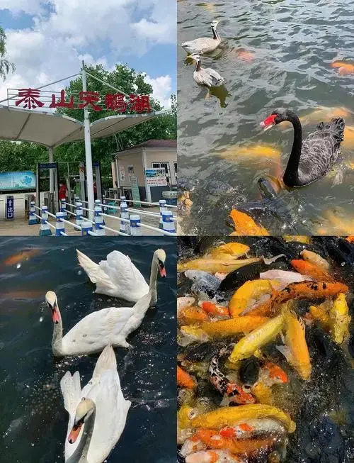 泰安天鹅湖:亲子游的完美选择