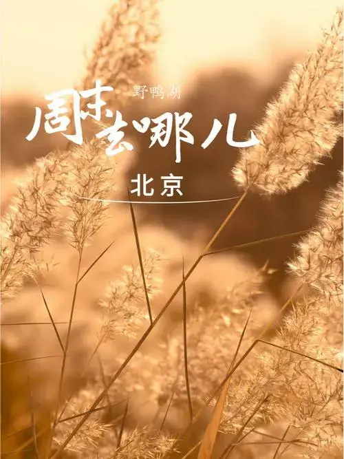 北京周末去哪延庆野鸭湖