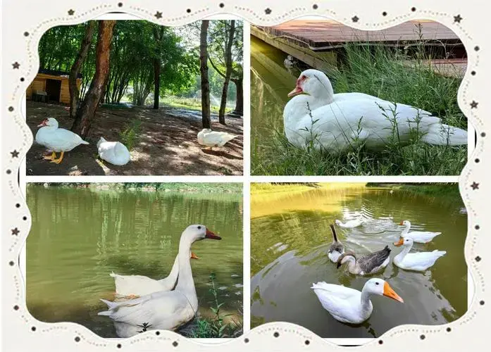 包头亲子游:天鹅湖的自然乐园