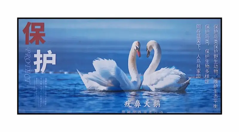 2024年2月28日,济南天鹅湖看天鹅.规划多时的荣成天鹅湖 - 抖音