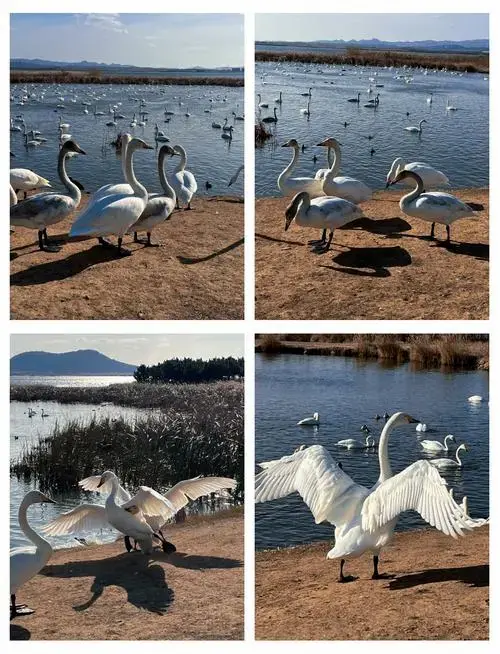 🌅 荣成天鹅湖最佳观赏时机 🦢
