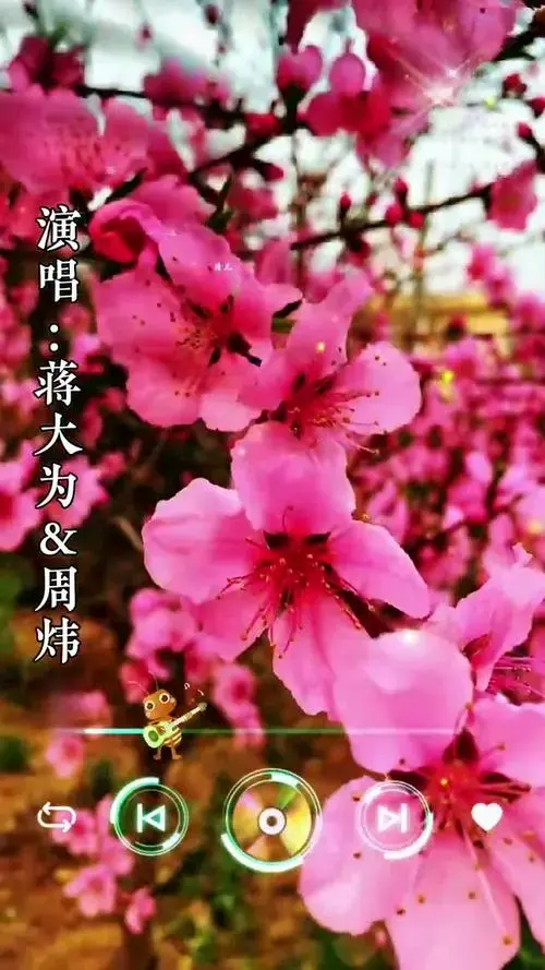 蒋大为周炜师徒同台演唱经典歌曲《在哪桃花盛开的地方》