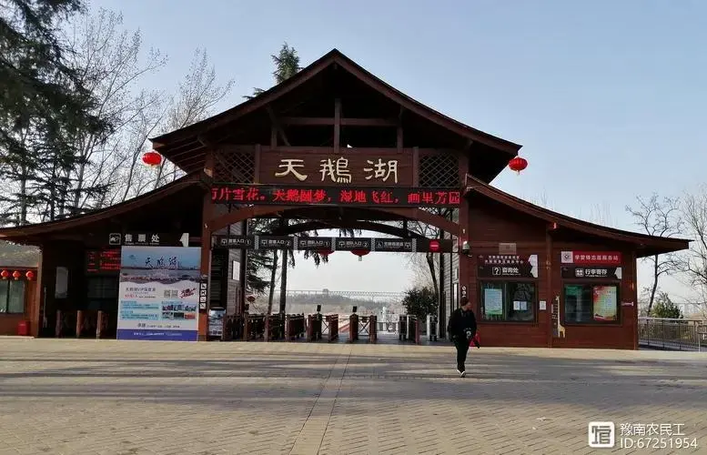 跟着老吴镜头逛河南:三门峡天鹅湖