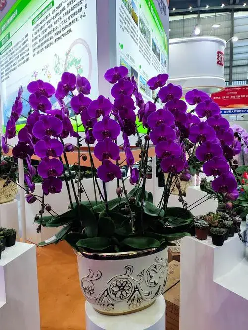 的想法: 在高新技术交易展会上看到的蝴蝶兰,实在是有点惊艳到