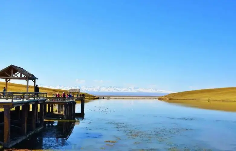 巴音布鲁克天鹅家园:观鸟爱好者的天堂 🦢