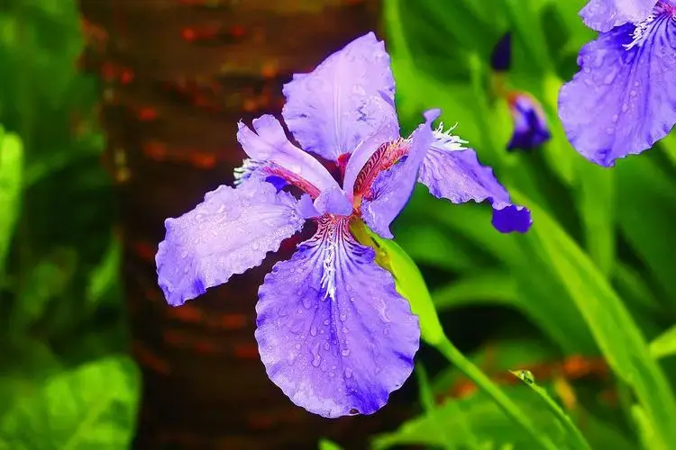 马兰花开