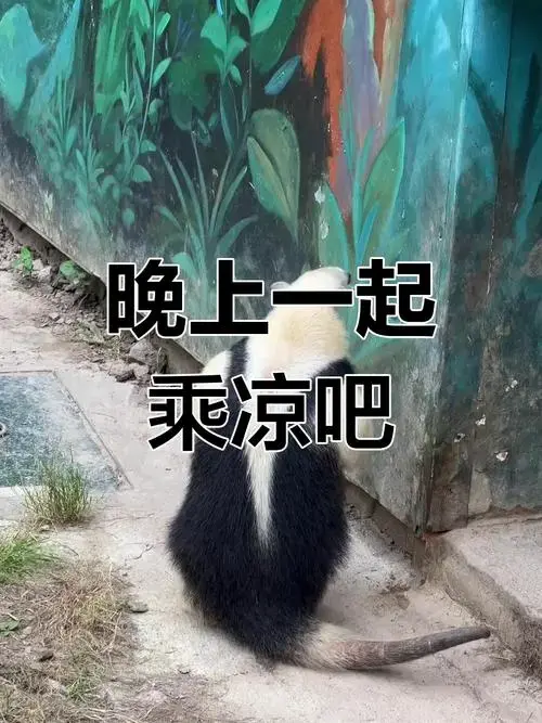 上海野生动物园夜晚乘凉,萌宠相伴清凉一夏