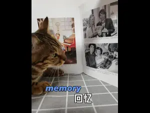 韦伯再谈《猫》改编电影：未来或重启音乐剧IP